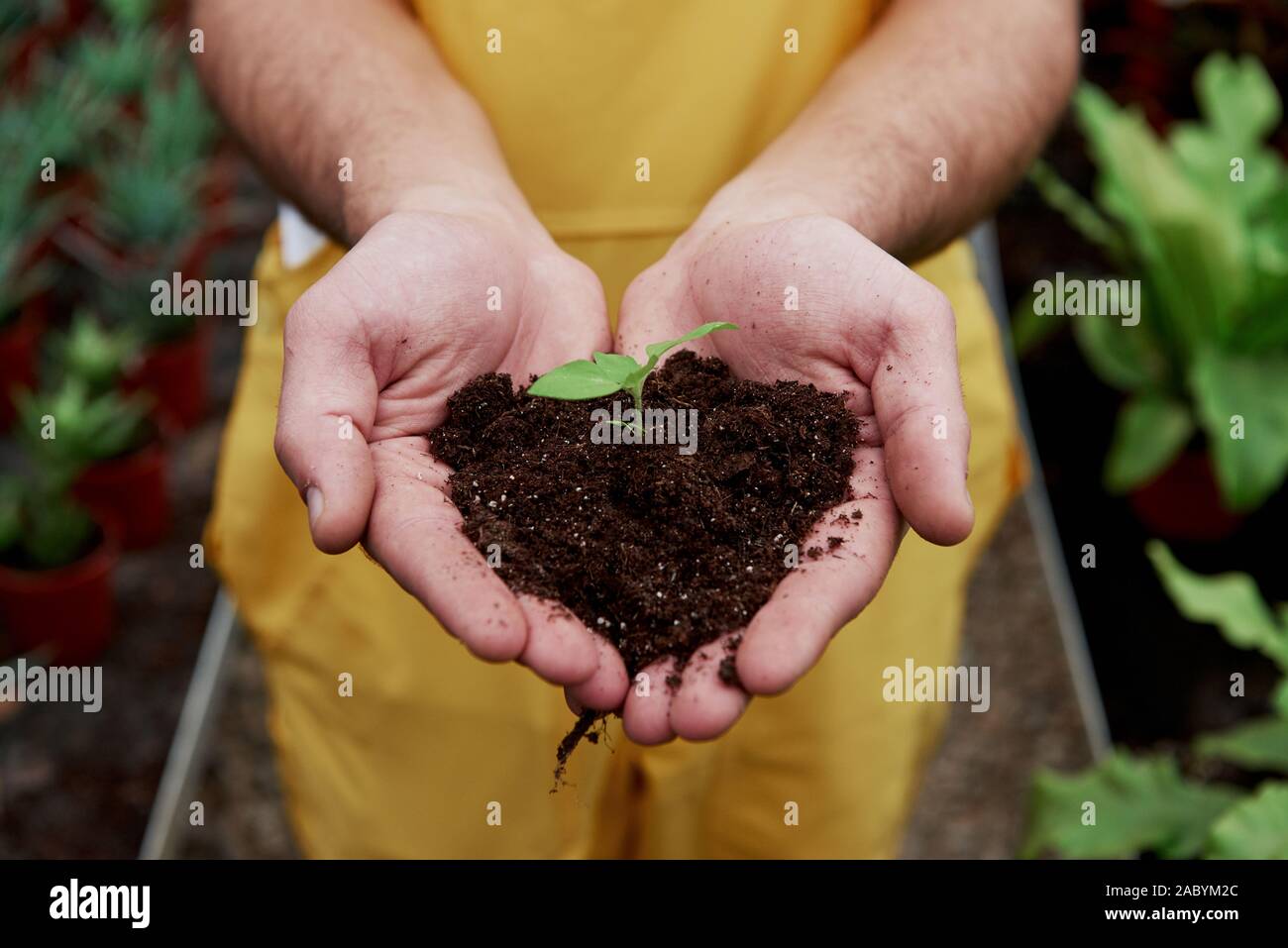 Immagine focalizzata. Mens mani tenendo il terreno con piccola pianta in medio Foto Stock