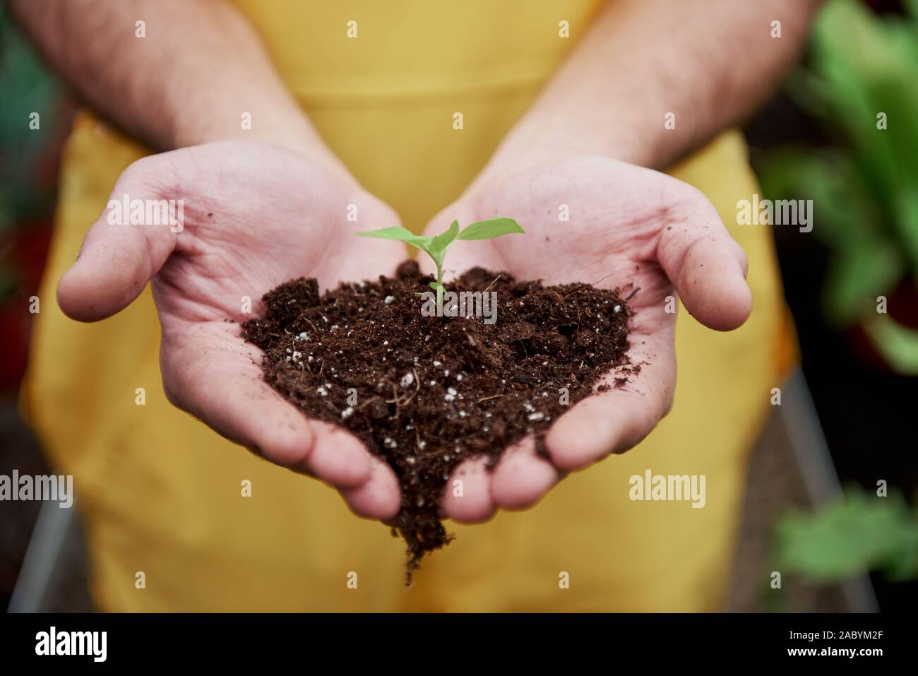 Mens mani tenendo il terreno con piccola pianta in medio Foto Stock