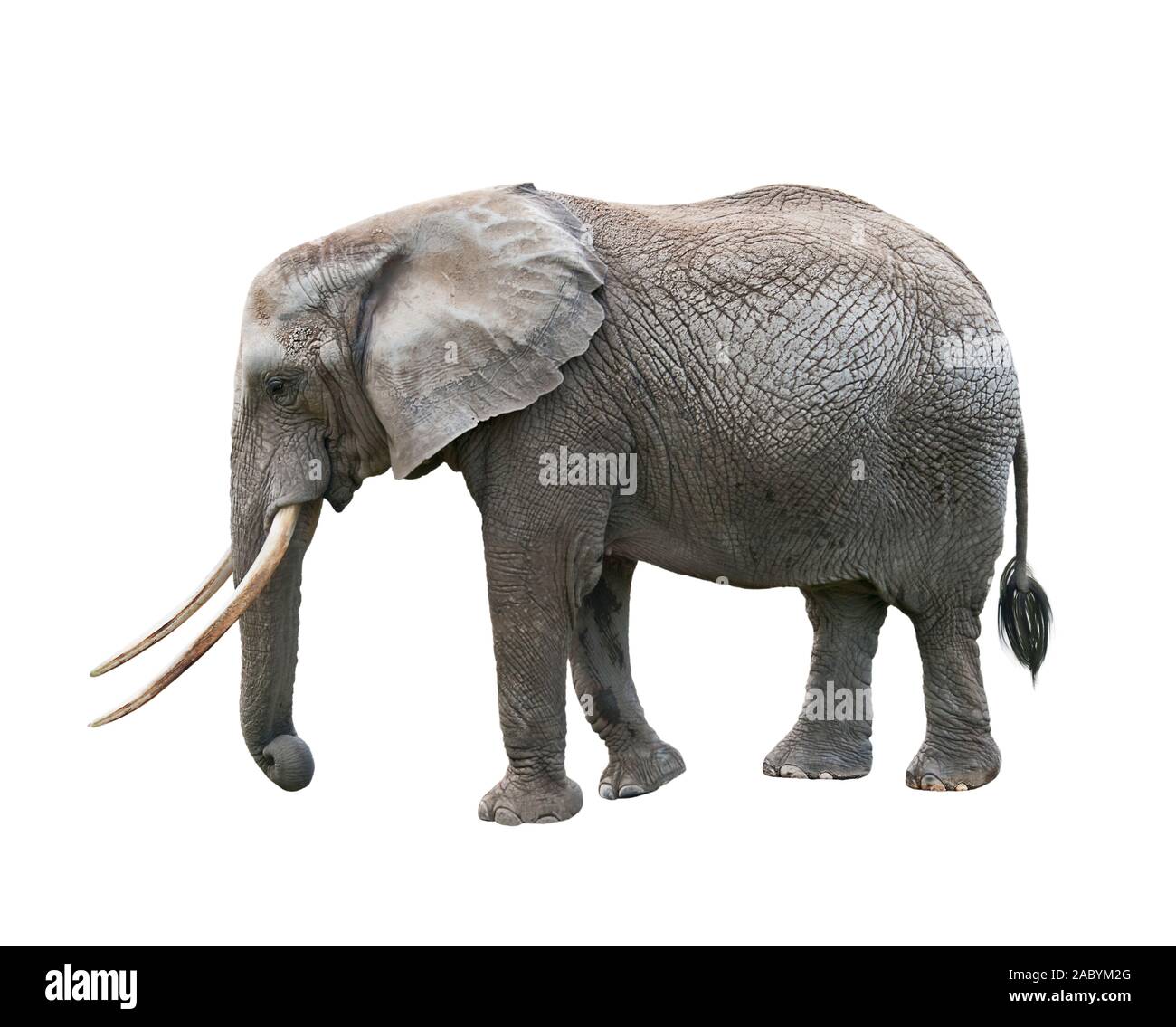 Elefante africano isolati su sfondo bianco Foto Stock