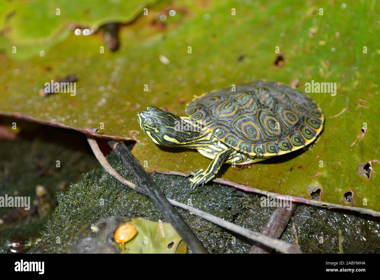 Cumberland-Schmuckschildkröte (Trachemys scripta troostii), Mexiko Foto Stock