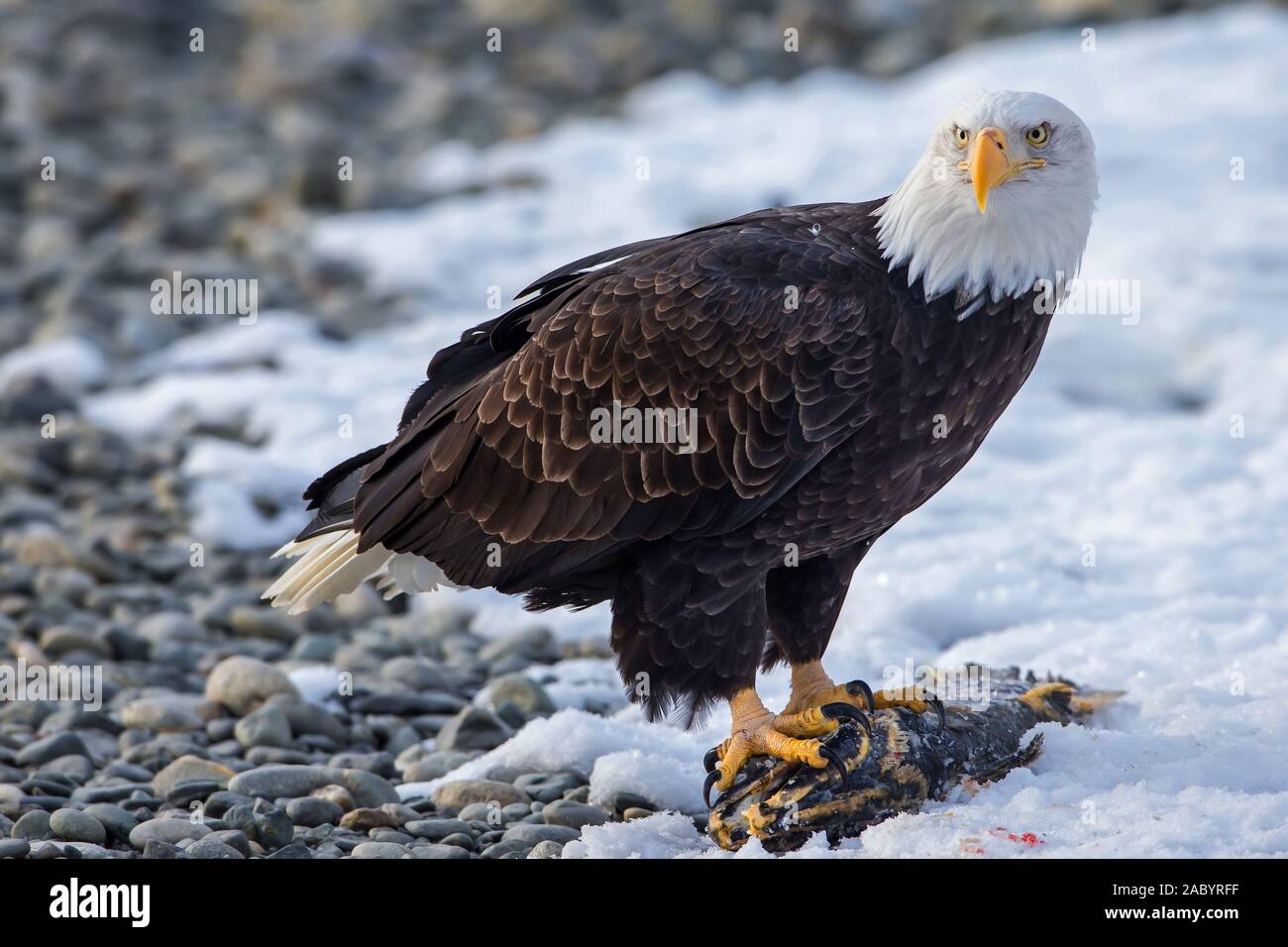 Weißkopfseeadler auf totem Lachs, Haliaeetus leucocephalus, Oncorhynchus keta Foto Stock