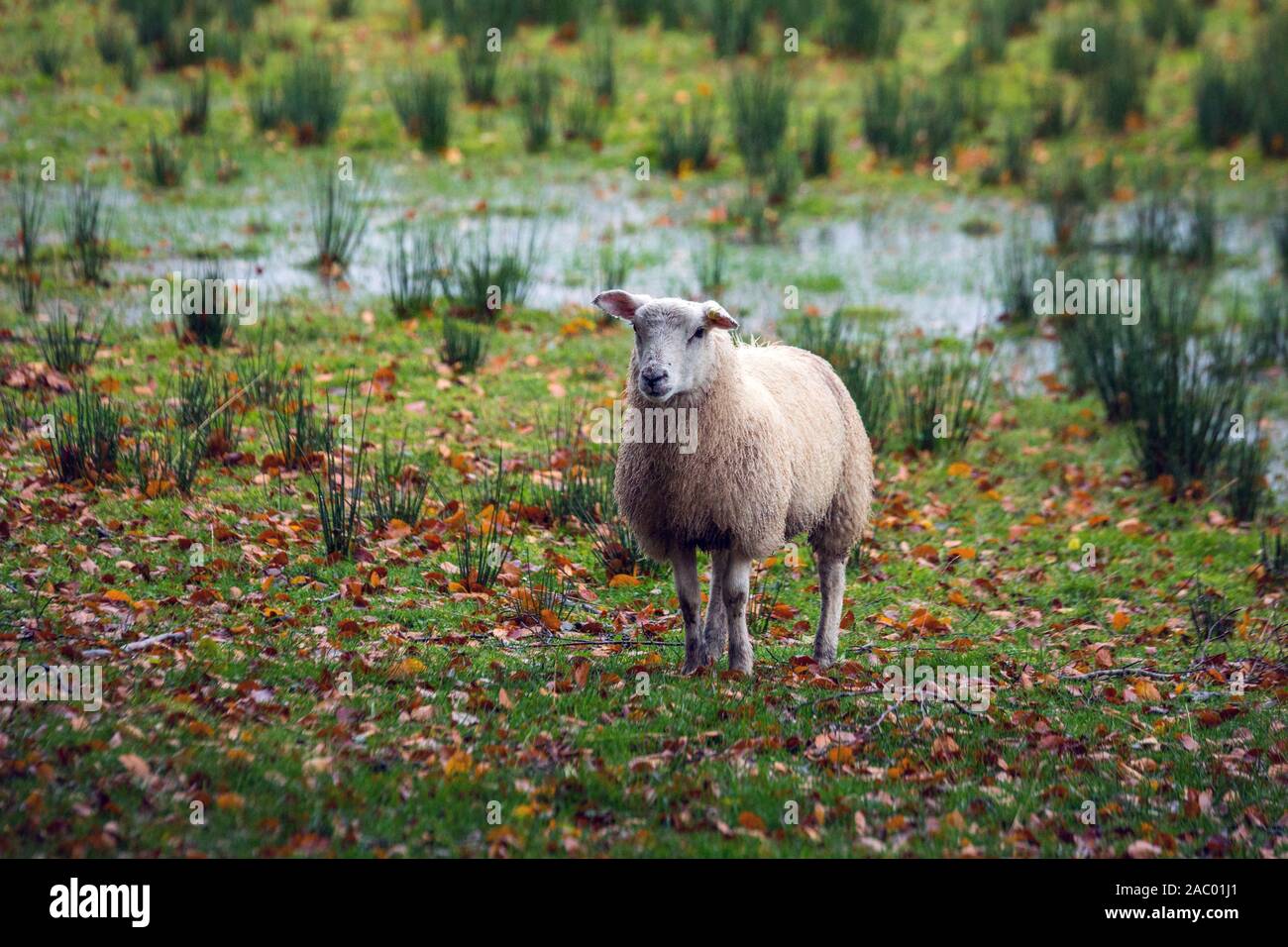 Curly-guidato agnello sorge su un verde prato, è chiaro al di fuori Foto Stock