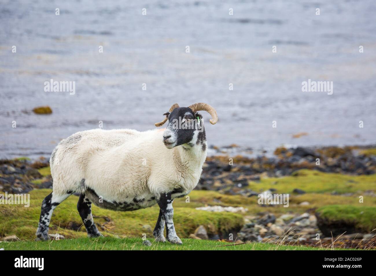 Curly-guidato agnello sorge in campo, wet weather al di fuori Foto Stock