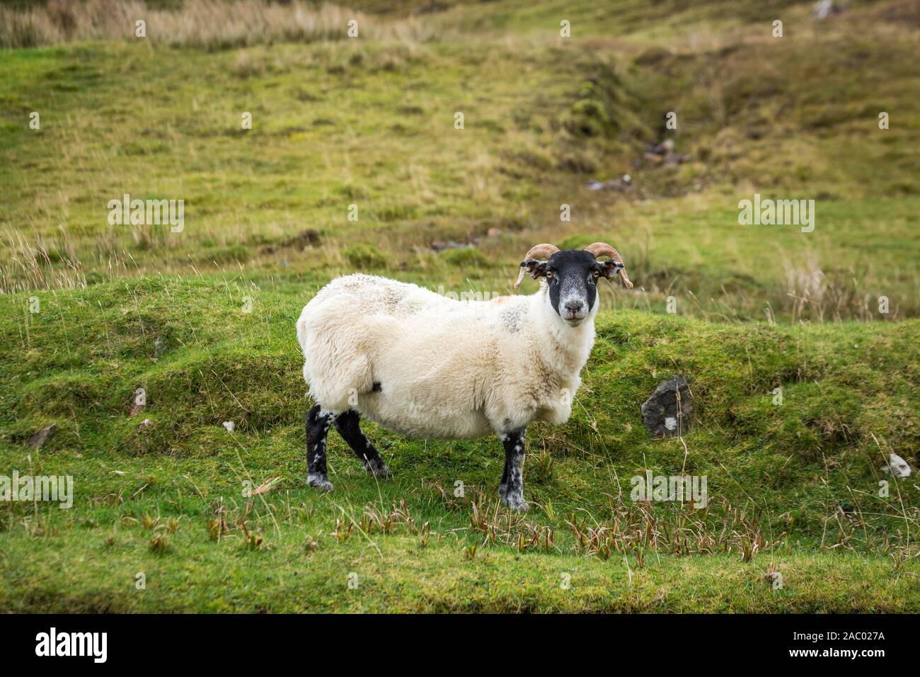 Curly-guidato agnello sorge in campo, wet weather al di fuori Foto Stock
