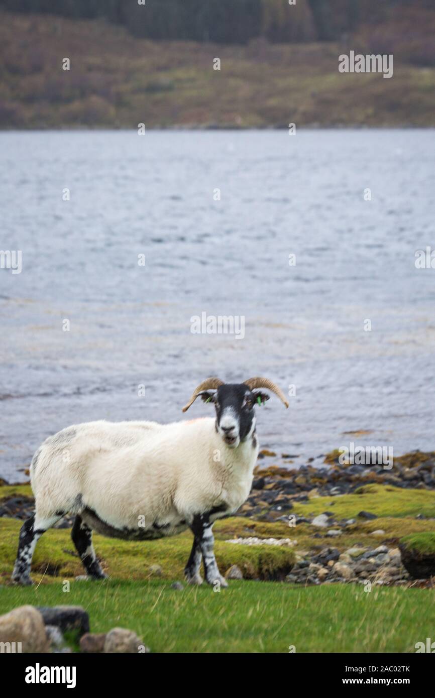 Curly-guidato agnello sorge in campo, wet weather al di fuori Foto Stock