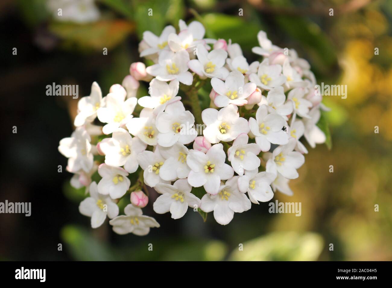 Minuscoli fiori di Burkwood pallon di maggio, Viburnum × burkwoodii Foto Stock