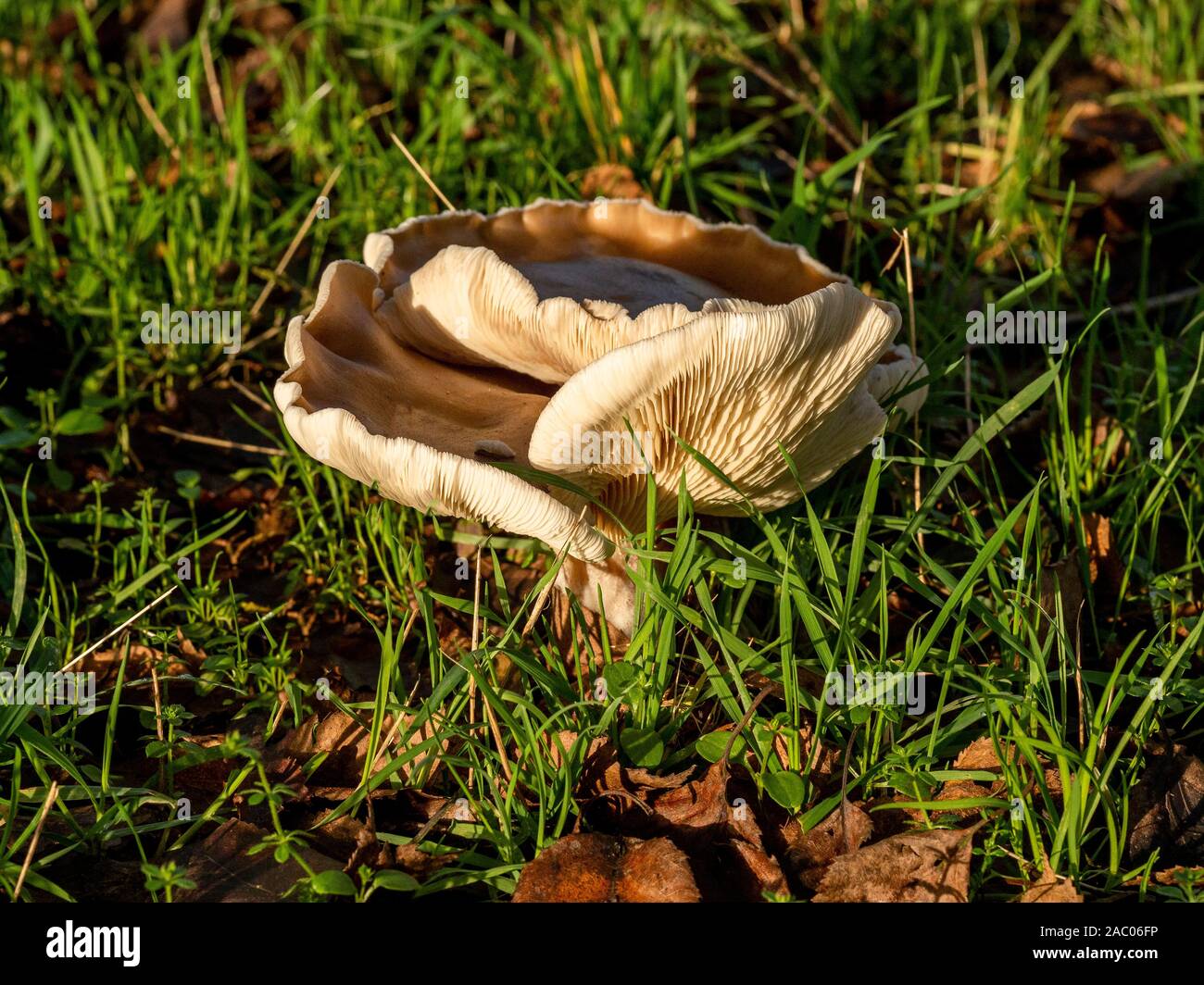 Grande fungo con visibili le branchie crescente tra l'erba nel bosco in tardo autunno, North Yorkshire, Inghilterra Foto Stock