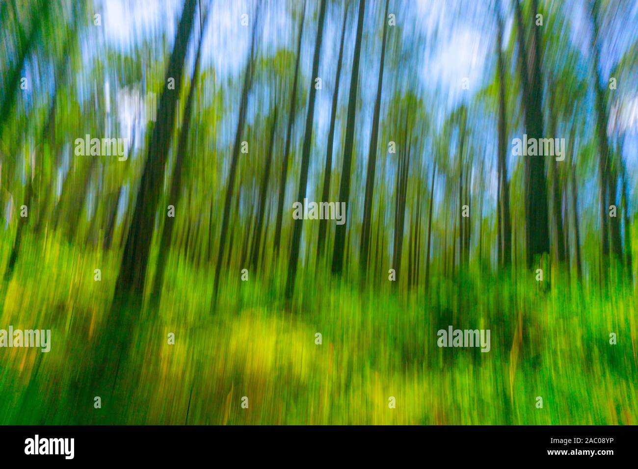 Foresta astratta immagine della foresta di pini da basso angolo di visione verticale di sfocatura di movimento. Foto Stock