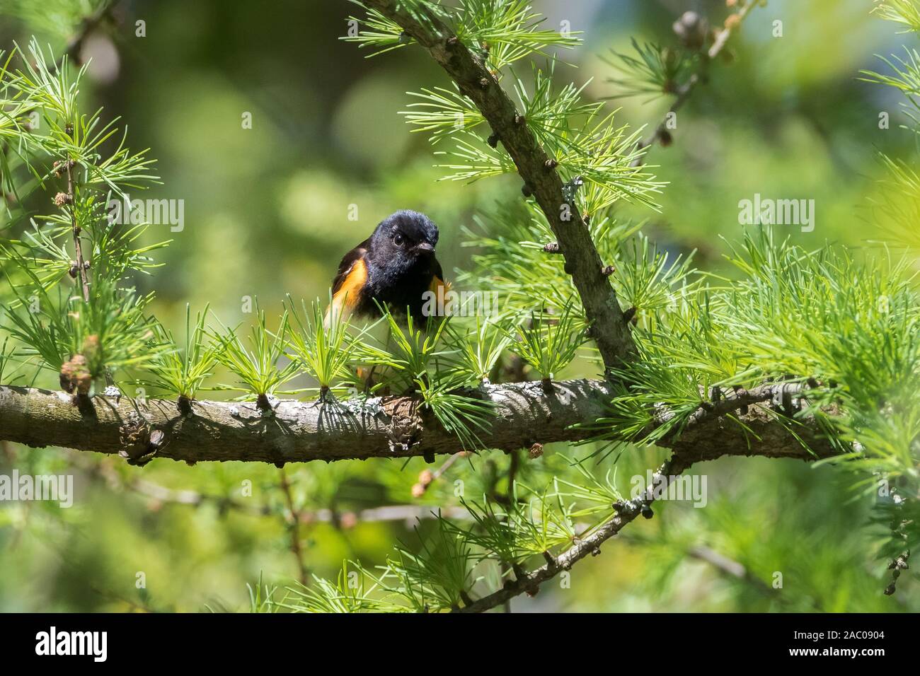 Close up dei maschi di American Redstart trillo uccello che spuntavano di verde illuminata di conifere a rami di alberi Foto Stock