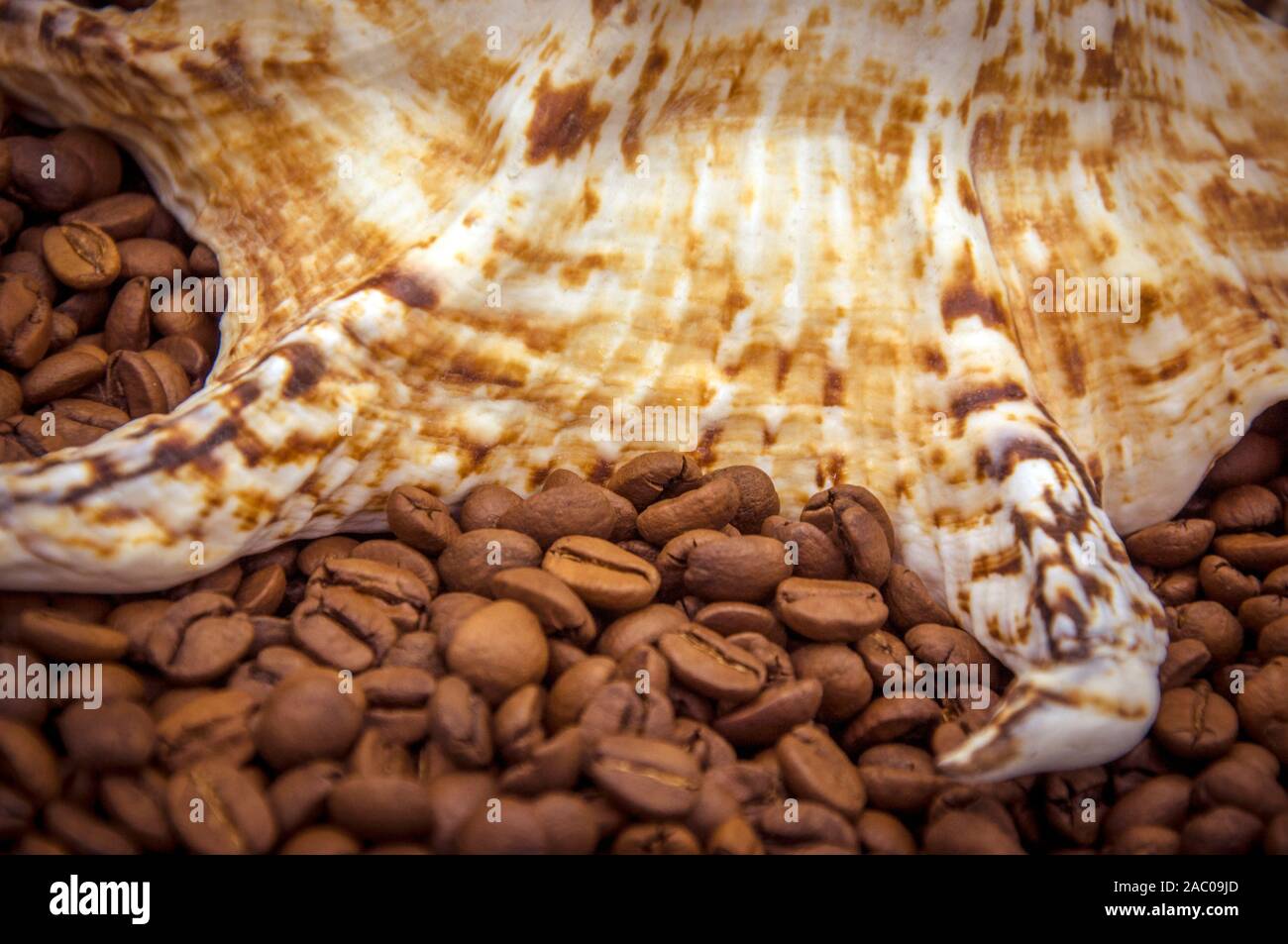 Chicchi di caffè. Sfondo di chicchi di caffè tostati marrone layout. Foto Stock