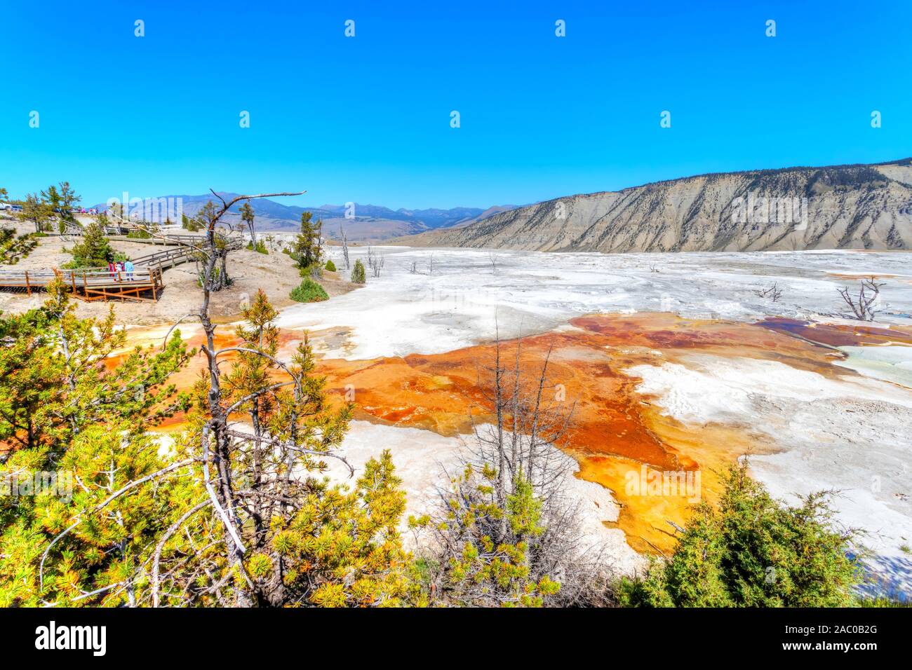 Vulcanica molla Canarie area termale di terrazza principale a Mammoth Hot Springs nel Parco Nazionale di Yellowstone, STATI UNITI D'AMERICA. Foto Stock