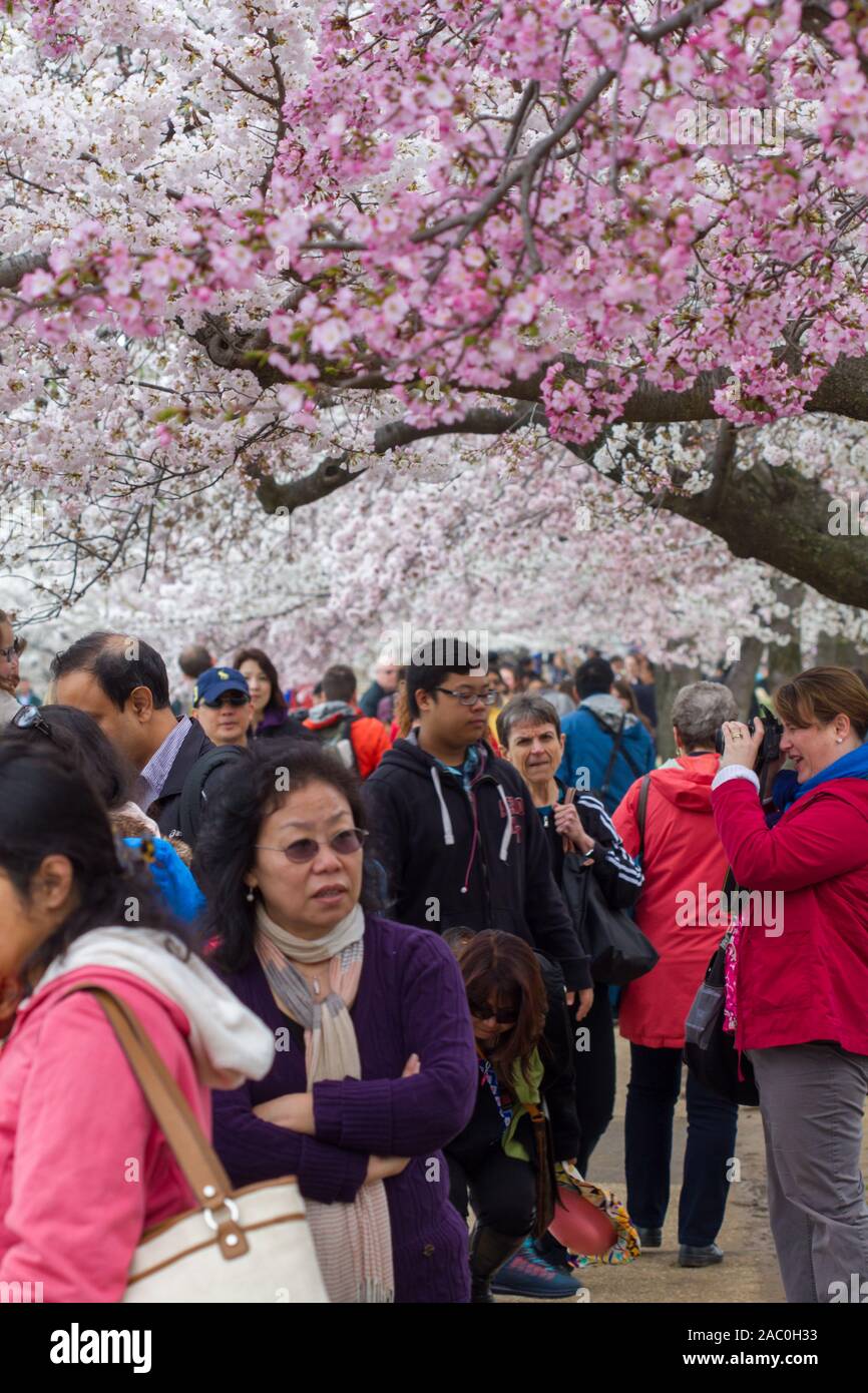 WASHINGTON, D.C.-aprile 10, 2015: una grande folla di turisti in occasione dell'annuale Cherry Blossom Festival il 10 aprile 2015 a Washington D.C. Foto Stock