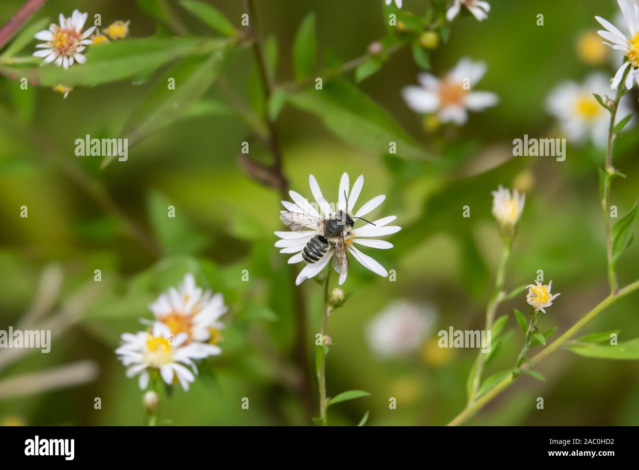 Leafcutter Bee su Aster fiori in estate Foto Stock