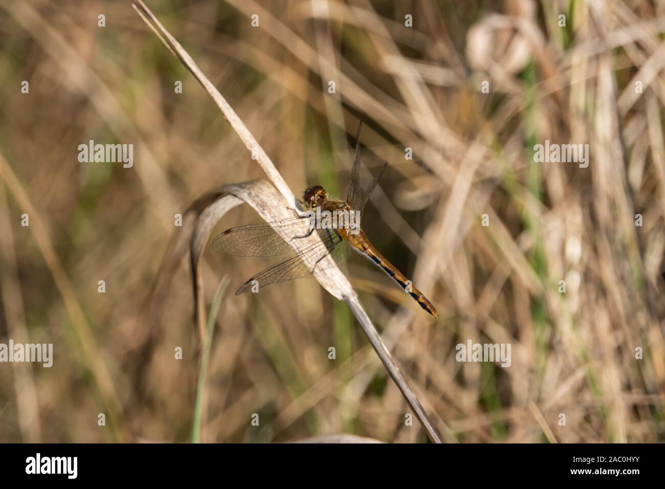 Libellula Meadowhawk su foglie in estate Foto Stock