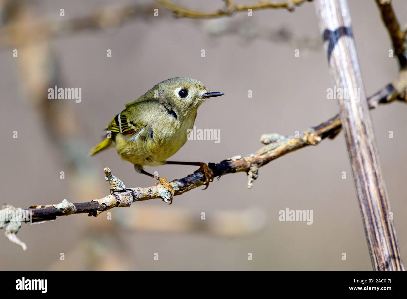 Ruby-incoronato Kinglet (Regulus calendula) Profilo Foto Stock