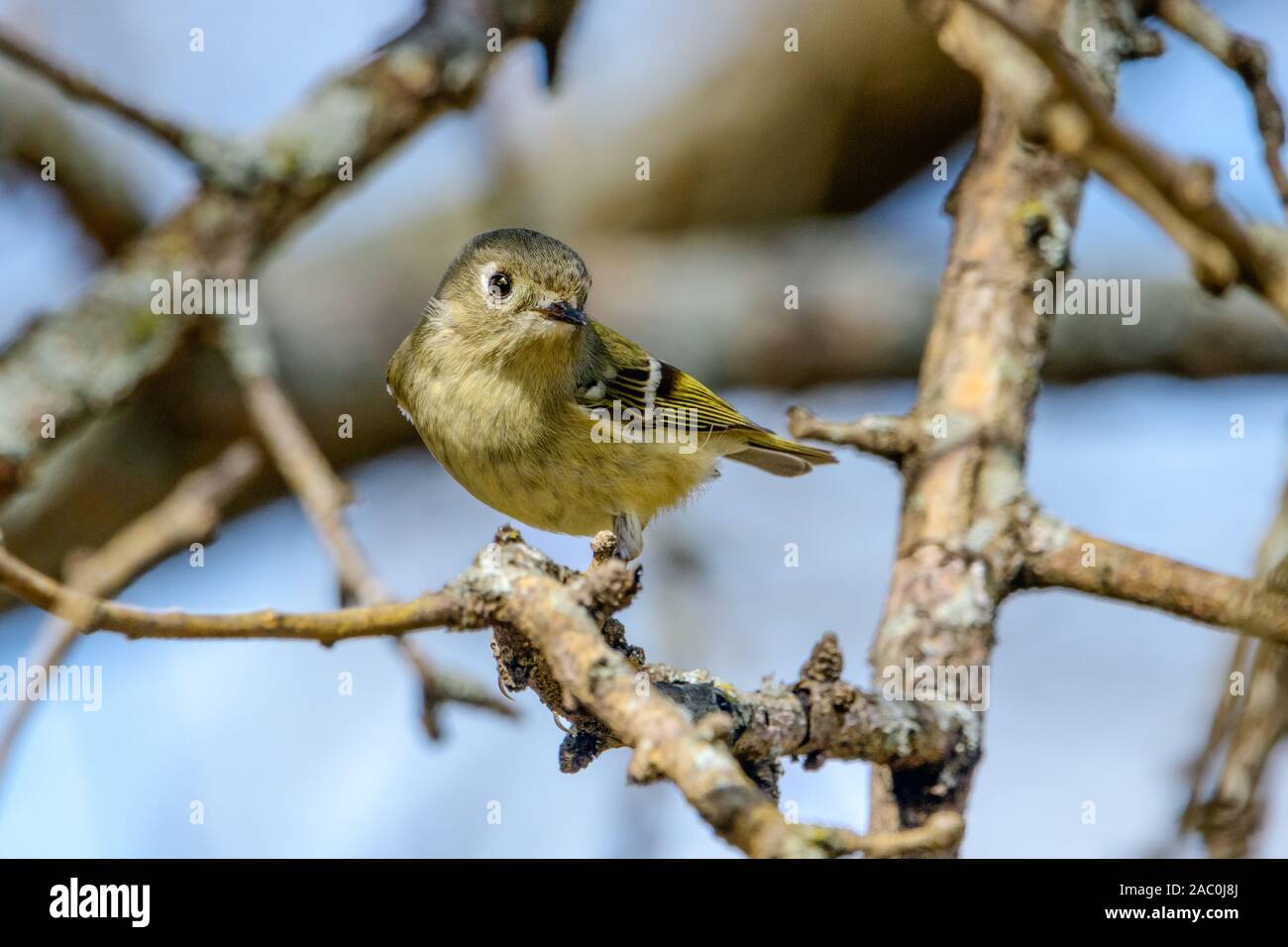 Ruby-incoronato Kinglet (Regulus calendula) Profilo Foto Stock