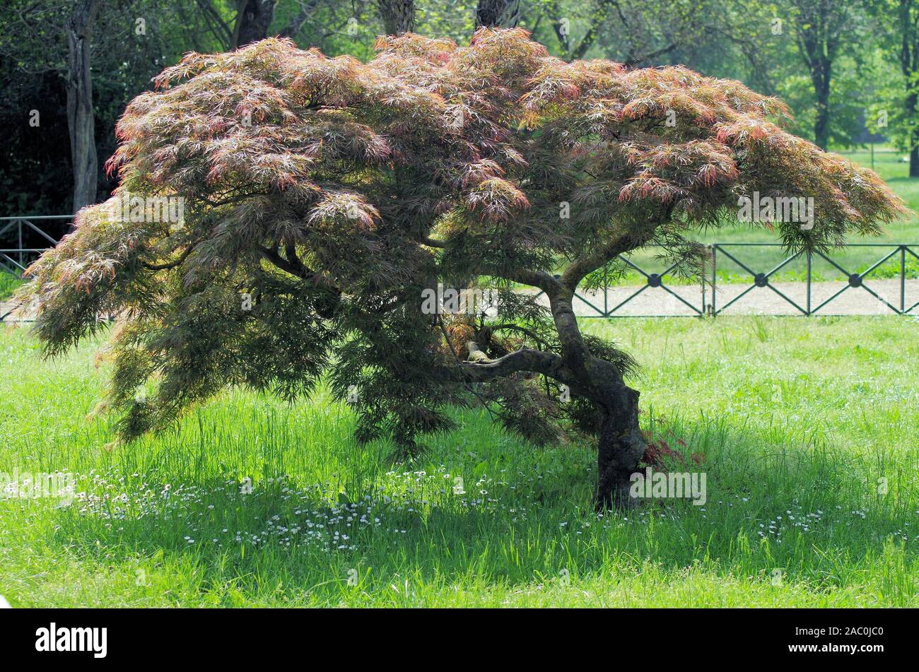 Chiudere la vista di un acero japaneese in giardino Foto Stock