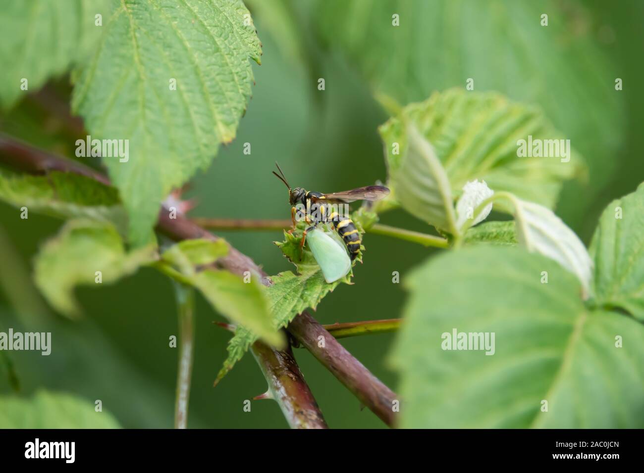 Sabbia Wasp con la preda in estate Foto Stock