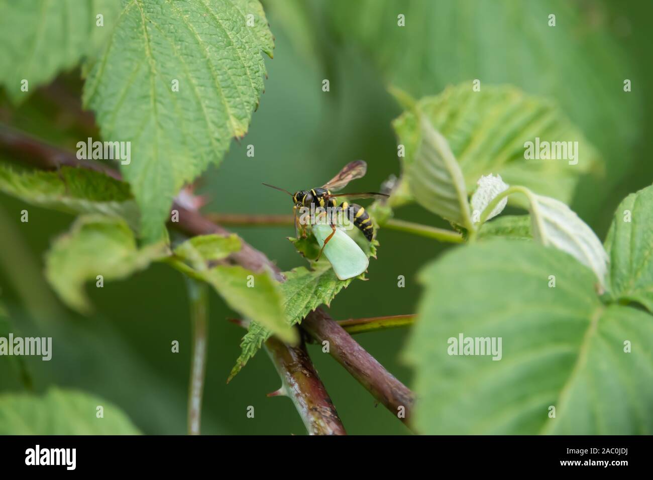 Sabbia Wasp con la preda in estate Foto Stock