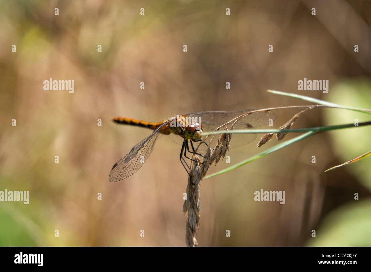 Libellula Meadowhawk sull'erba infiorescenza in estate Foto Stock