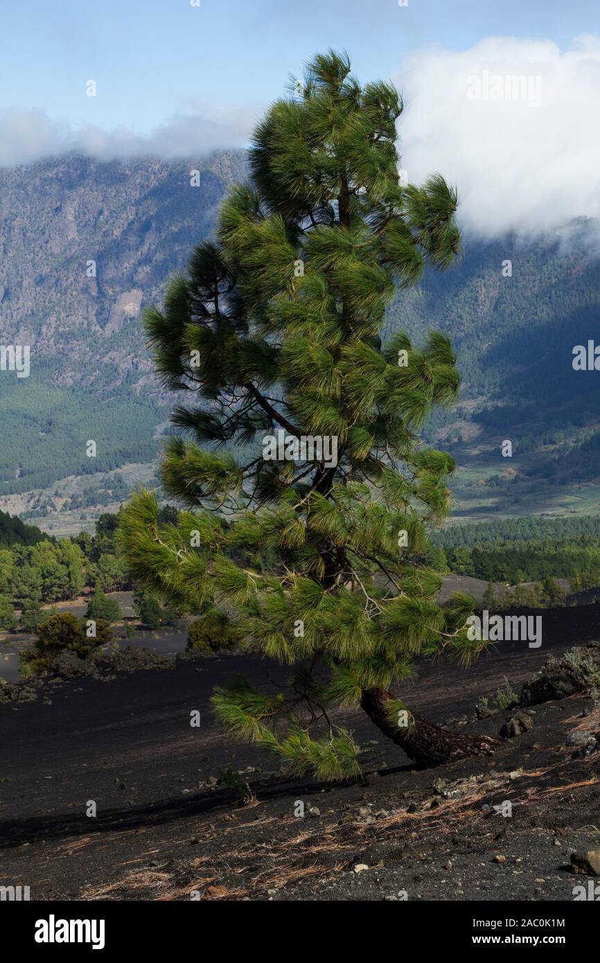 Canaria di pino (pinus Canariensis) Foto Stock