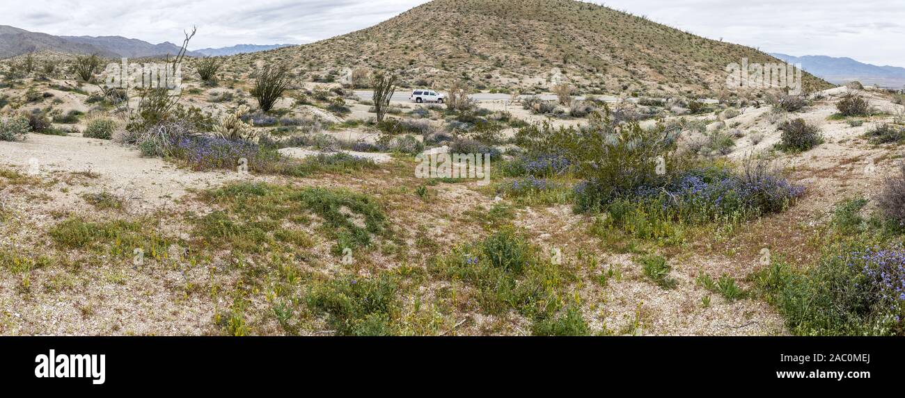 Fioritura di fiori selvatici nel paesaggio del deserto nel sud della California USA Foto Stock