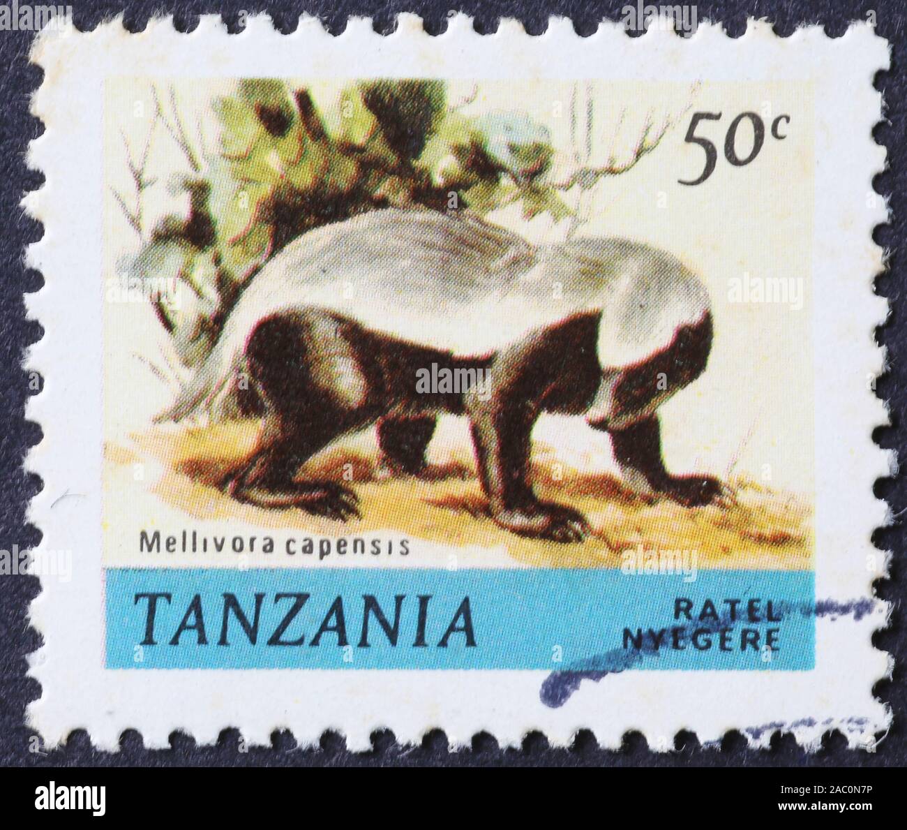 Honey badger su tanzaniane francobollo Foto Stock