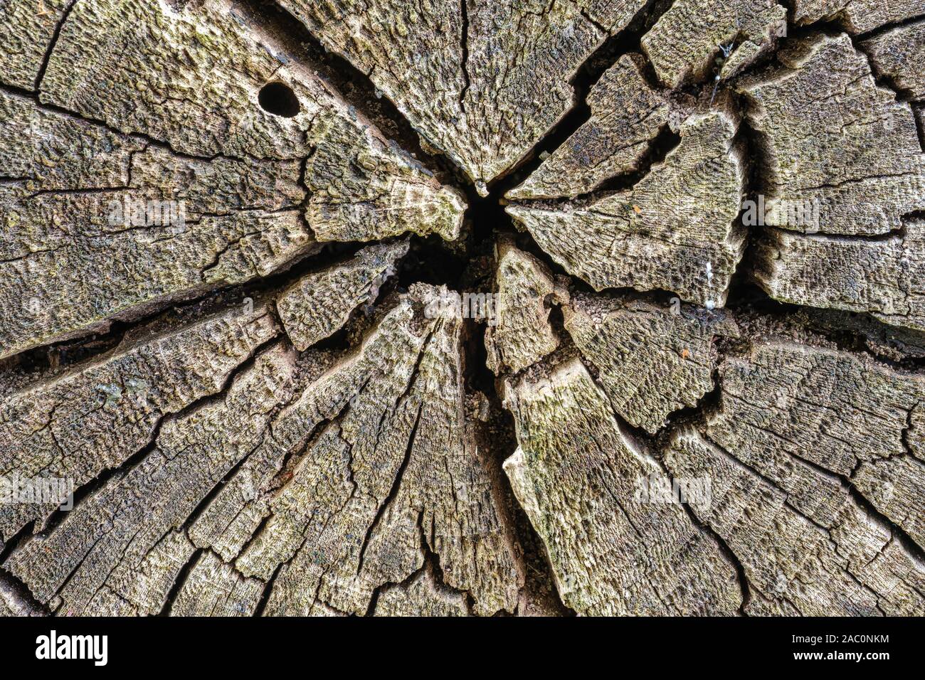 Consistenza naturale sfondo di weathered incrinato log in legno Foto Stock