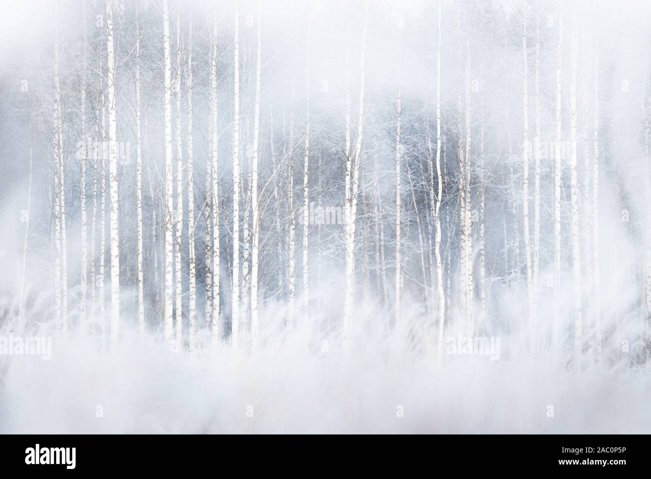 Inverno bosco innevato con alberi di betulla Foto Stock