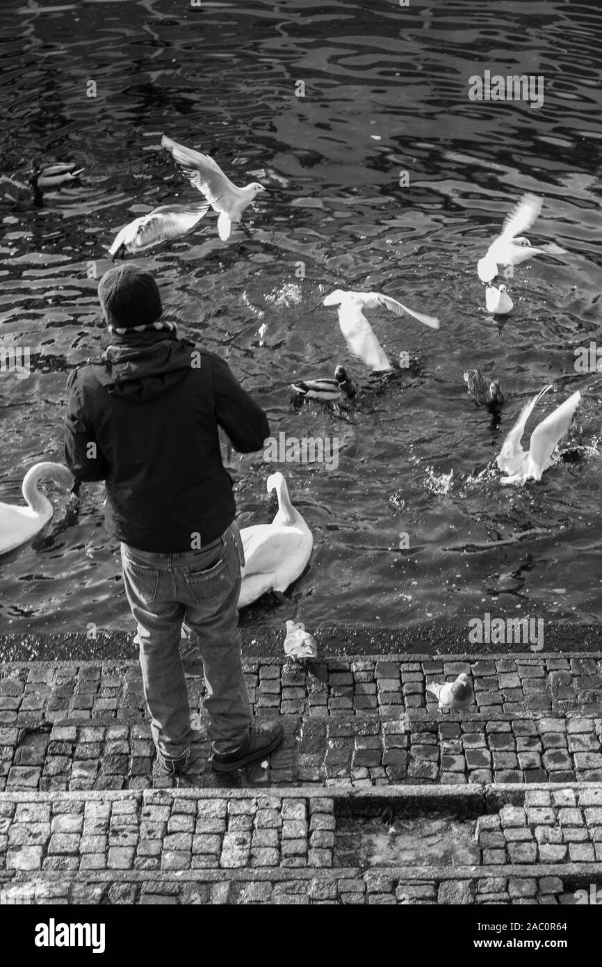 Una persona da dietro per nutrire gli uccelli tra cigni, oche e piccioni lungo la riva del lago. Gettare i semi di grano e girasole nell'acqua. Como Italia Foto Stock