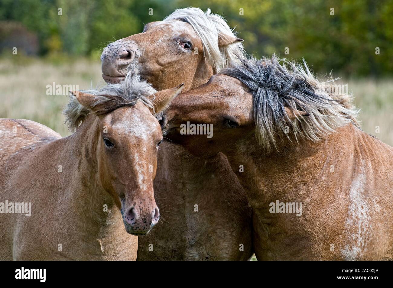 Foto di tre shaggy marrone chiaro cavalli. Foto Stock