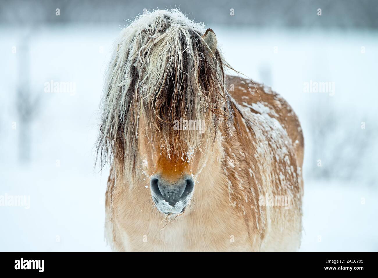 Shaggy horse con un lungo ciuffo di capelli, con neve sul retro. Foto Stock
