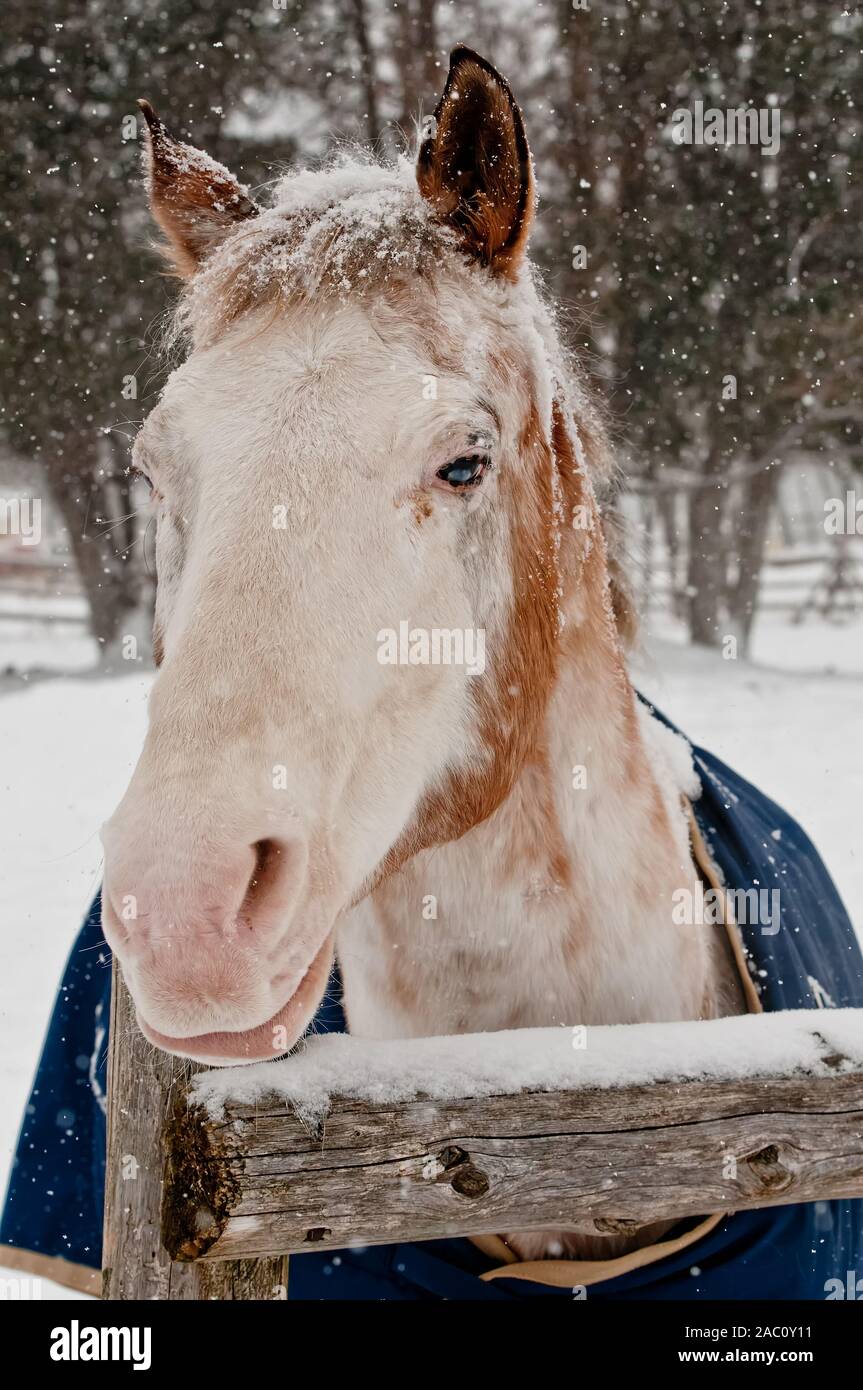 Cavallo guardando oltre il recinto nel periodo invernale. Foto Stock