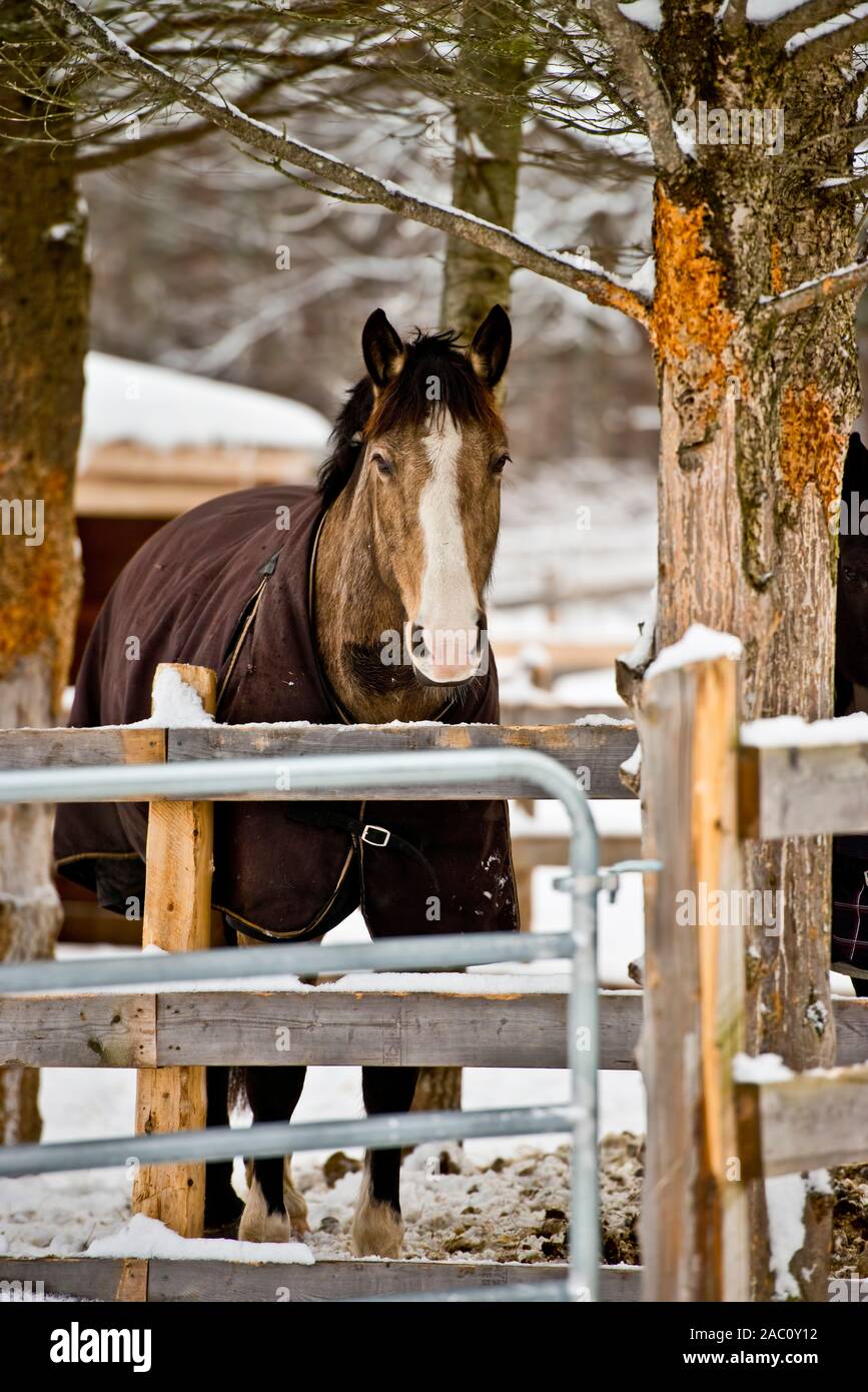 Cavallo in pen guardando oltre il cancello. Foto Stock