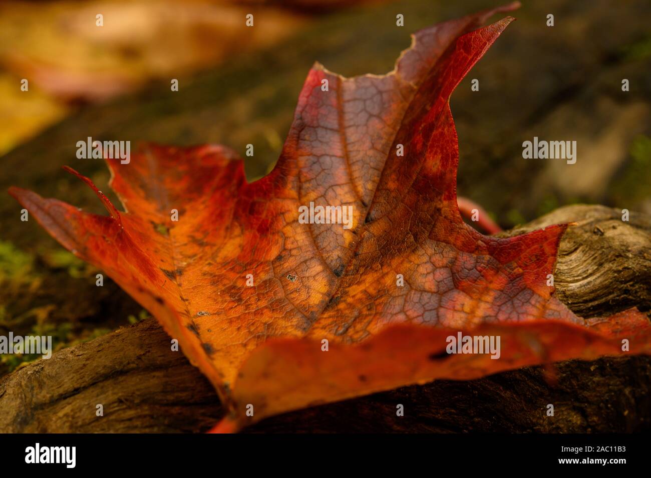 Orange punte delle foglie si arricciano mentre sul log sul suolo della foresta Foto Stock