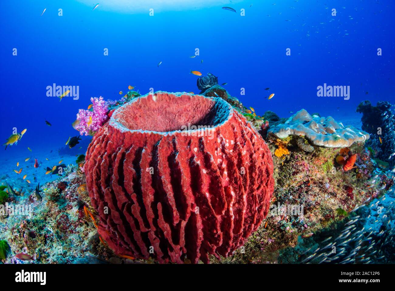 Grande spugna canna su un tropical Coral reef in Isole Similan Foto Stock