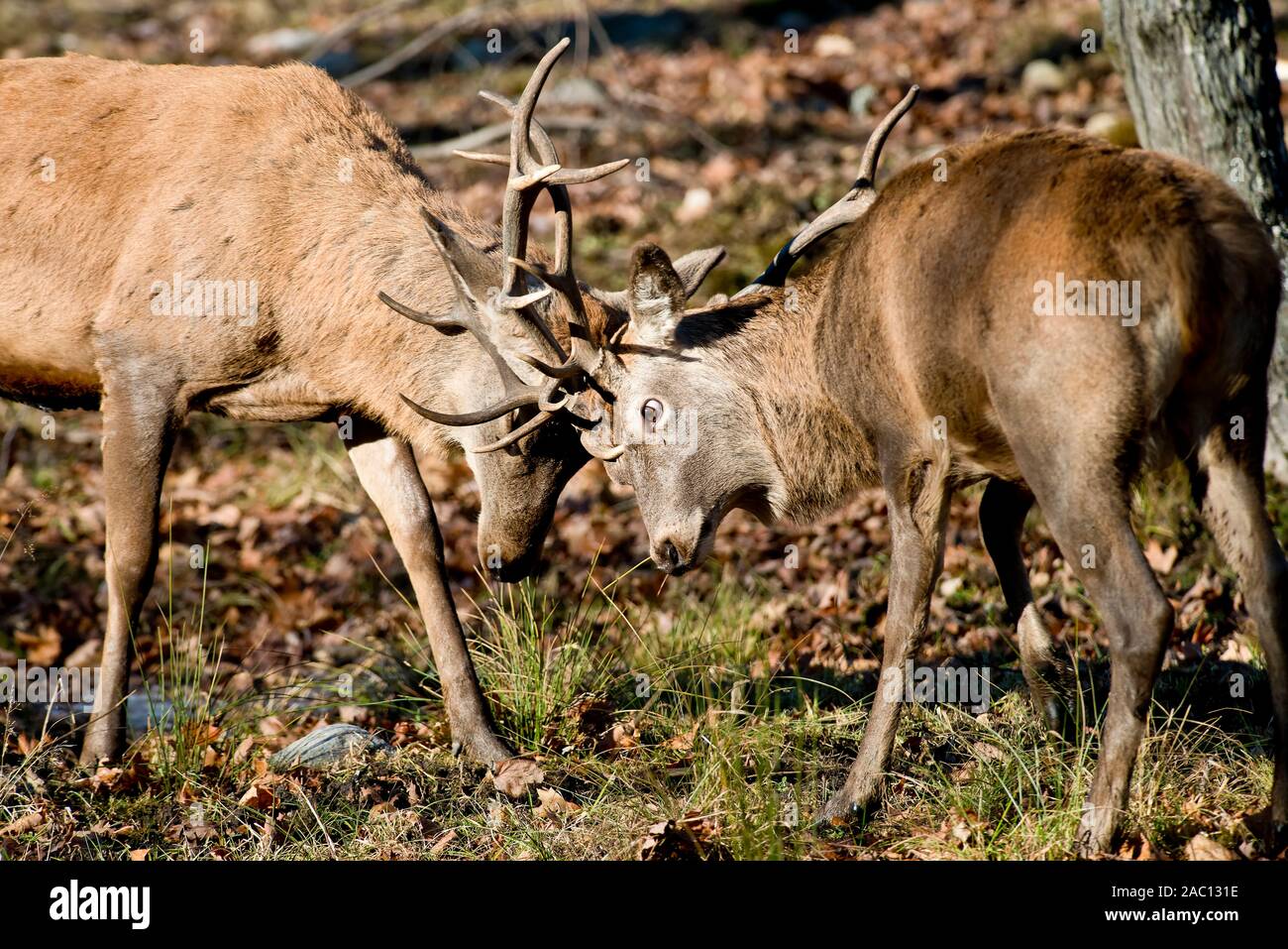 Due Red Deer bucks wrestling corna e corna Foto Stock