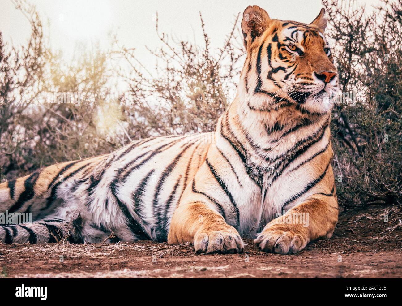 Una selvaggia tigre del Bengala (Panthera tigris tigris) giacenti in una posa rilassata nel suo ambiente naturale, con la sua testa alta, cercando di regal e maestoso. Foto Stock