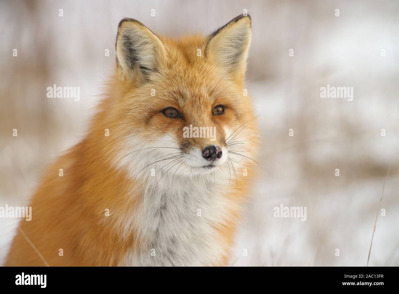 Red Fox ritratto Foto Stock