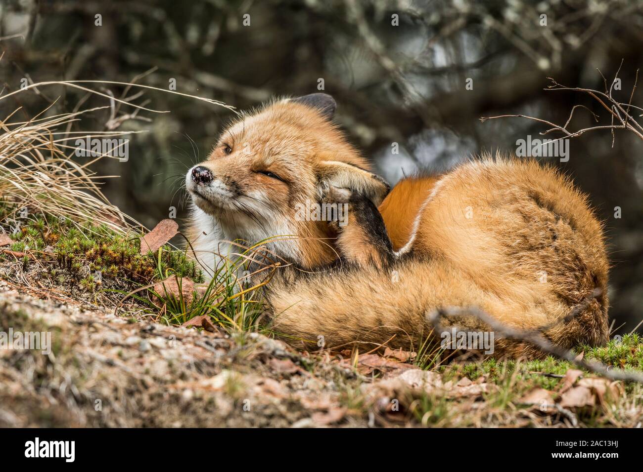 Red Fox in appoggio sul lichen coperte suolo Foto Stock