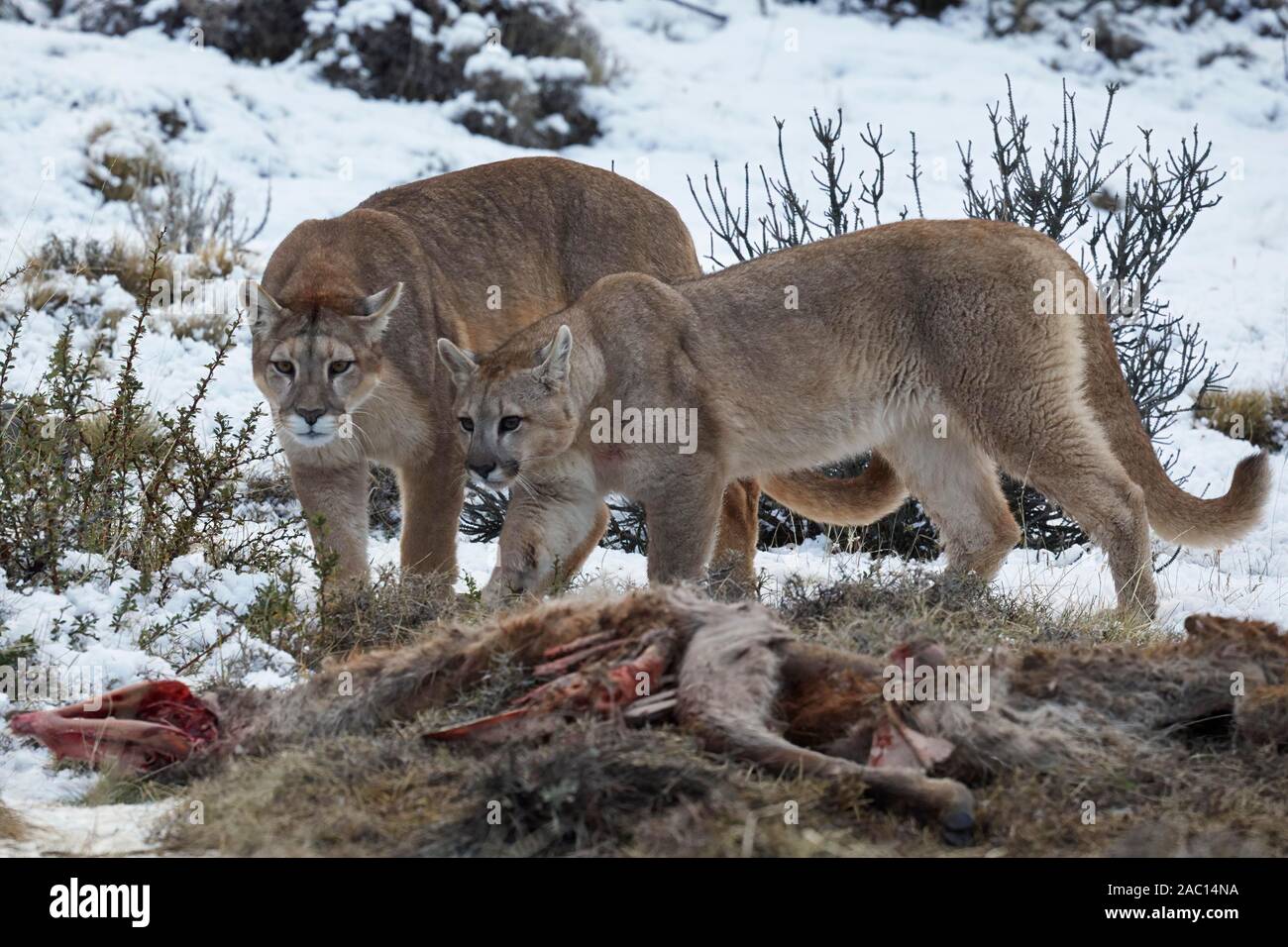 Cougars (Puma concolor) nella neve, dam e one-anno-vecchio cub sulla carcassa di un oggetto di atti di caccia guanaco (Lama guanicoe), Parco Nazionale Torres del Paine Foto Stock