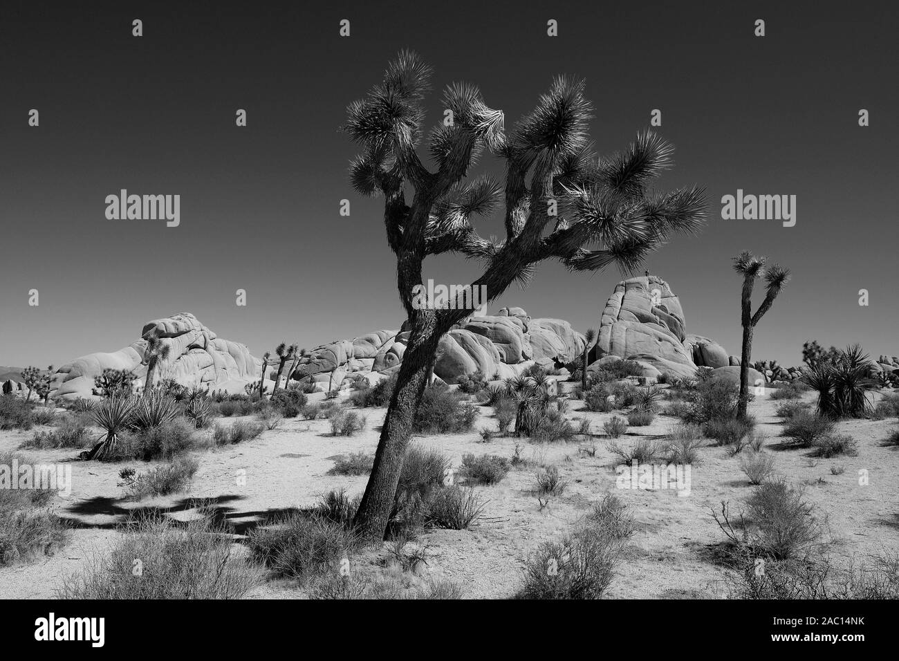 Paesaggio roccioso con Joshua Tree (Yucca brevifolia), monocromatica, parco nazionale di Joshua Tree, CALIFORNIA, STATI UNITI D'AMERICA Foto Stock