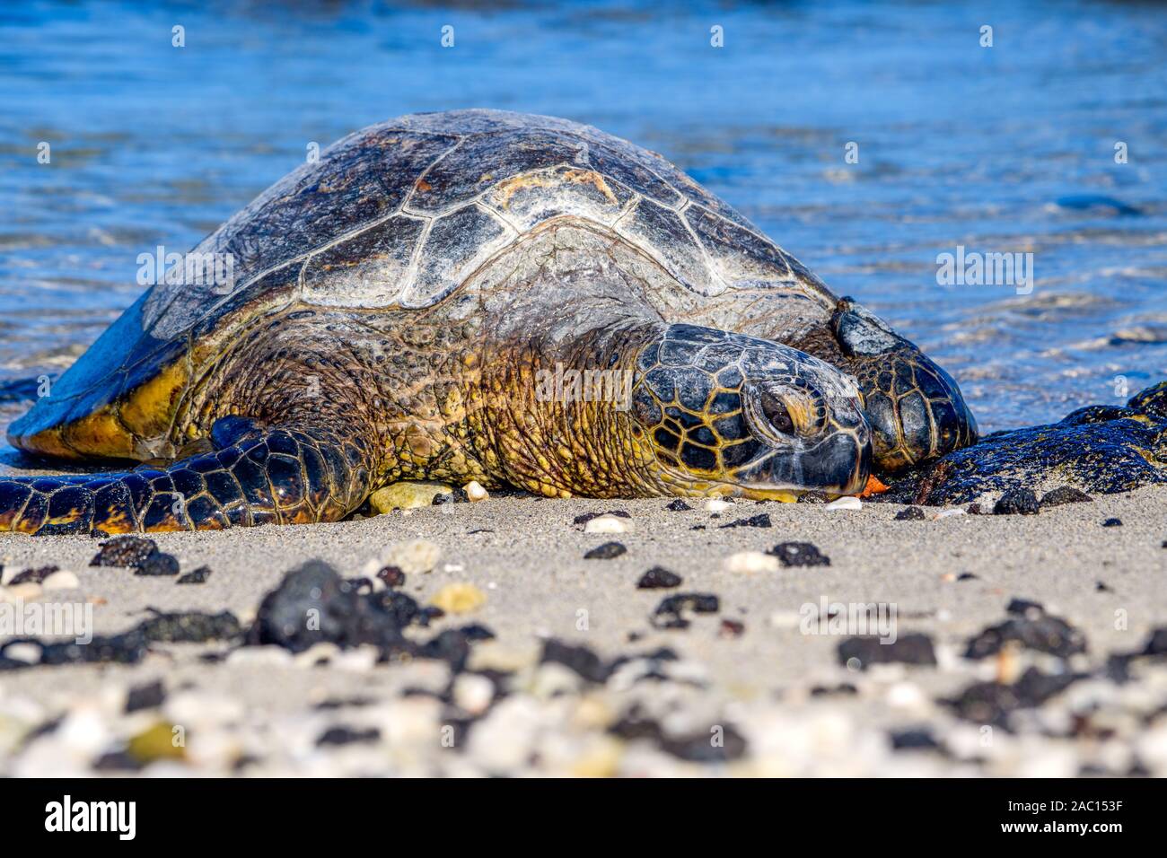 Tartaruga Verde (Chelonia Mydas) prendere il sole sulla spiaggia hawaiana Foto Stock