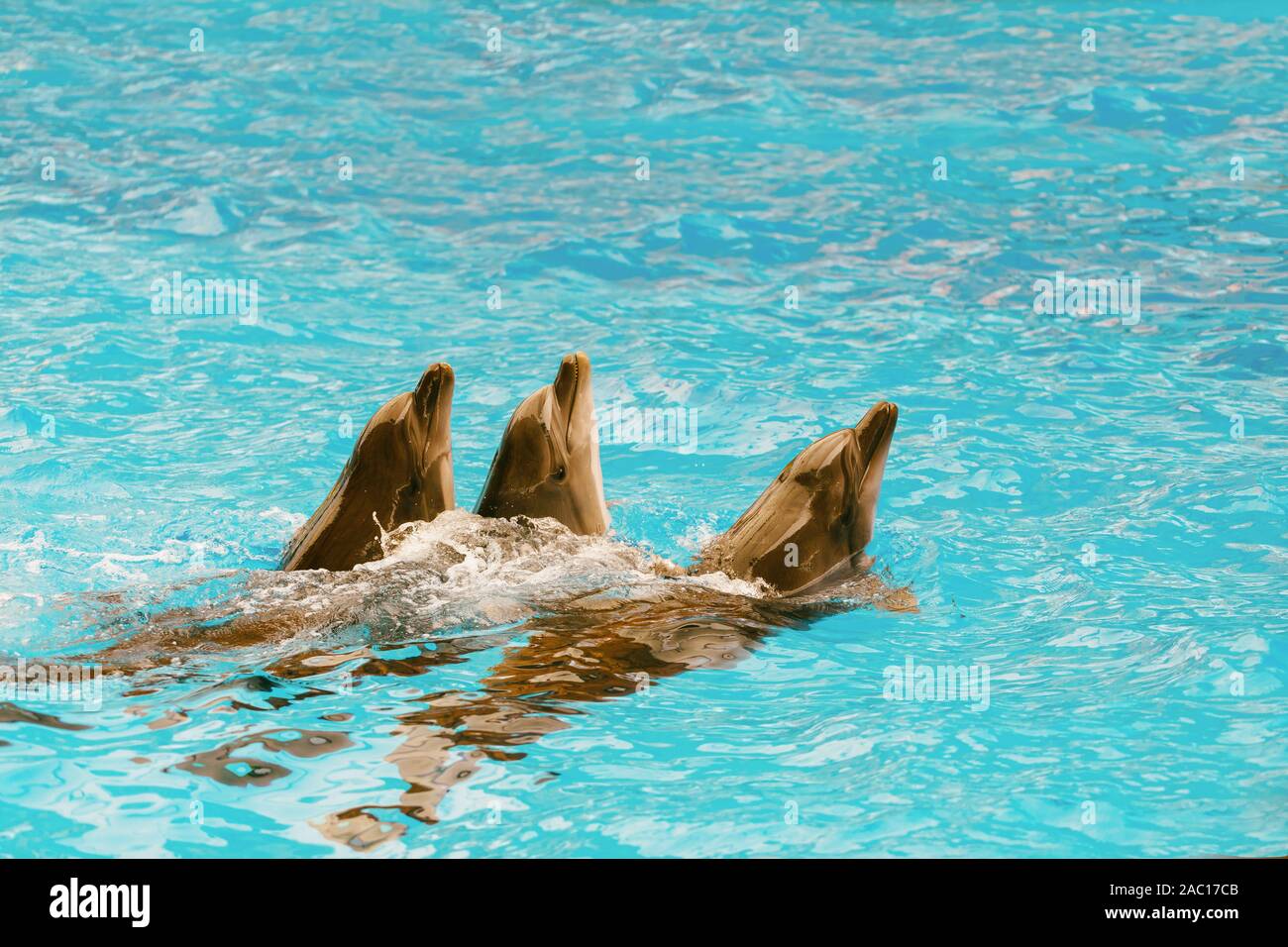 Tre i delfini dive fuori del mare, close-up Foto Stock