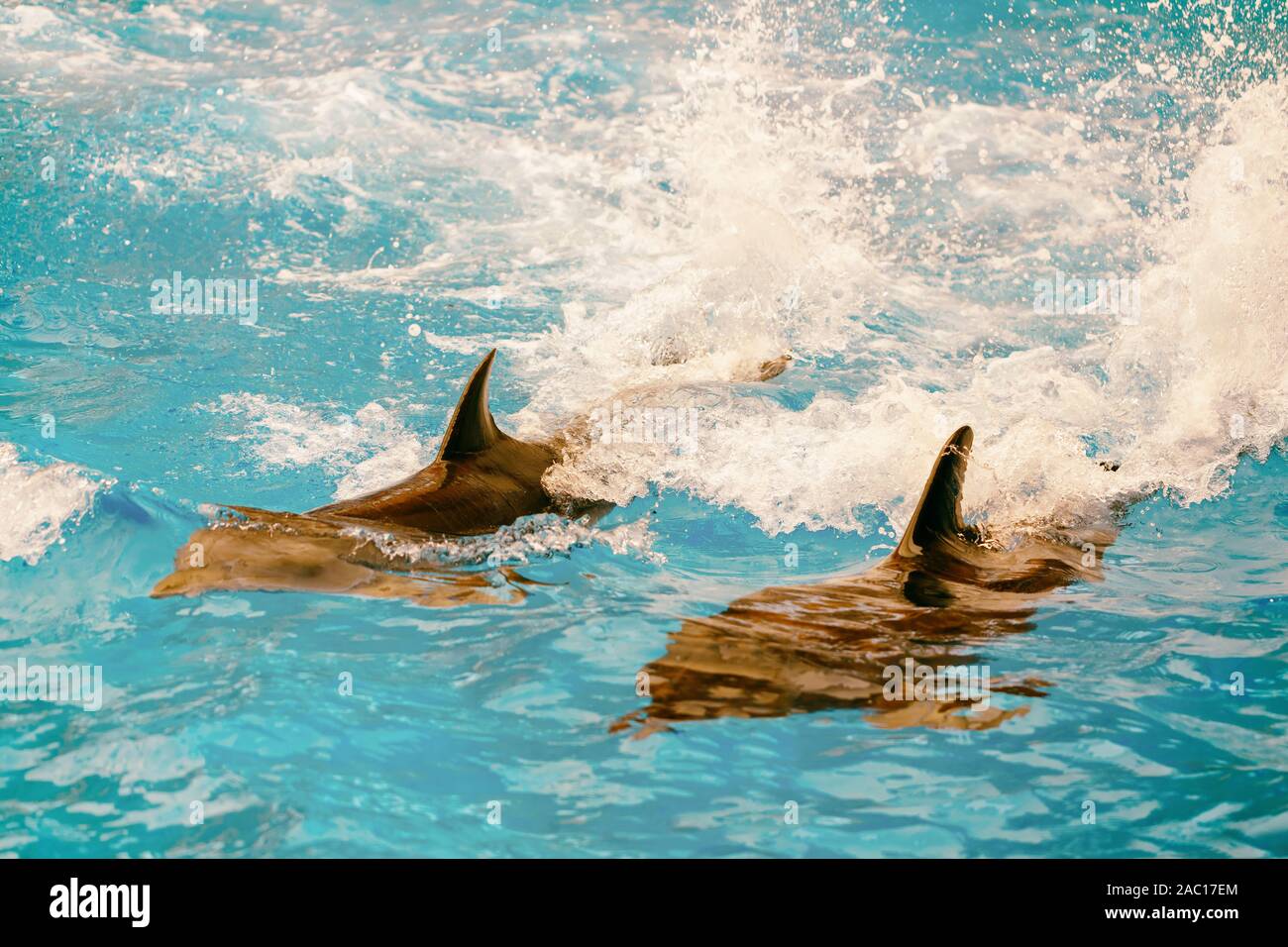 Due delfini nuotare nel mare, close-up Foto Stock