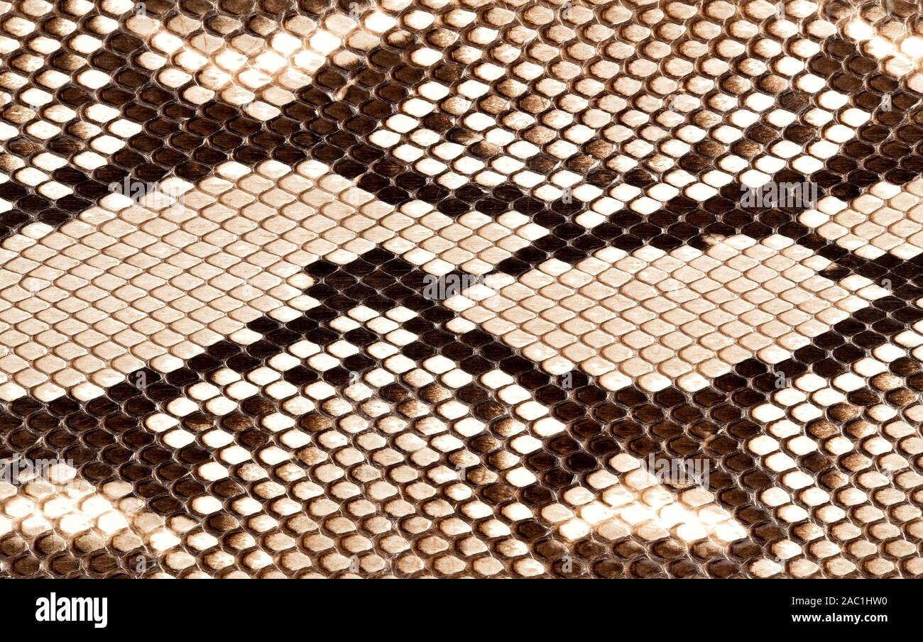 Pelle di serpente closeup texture Foto Stock
