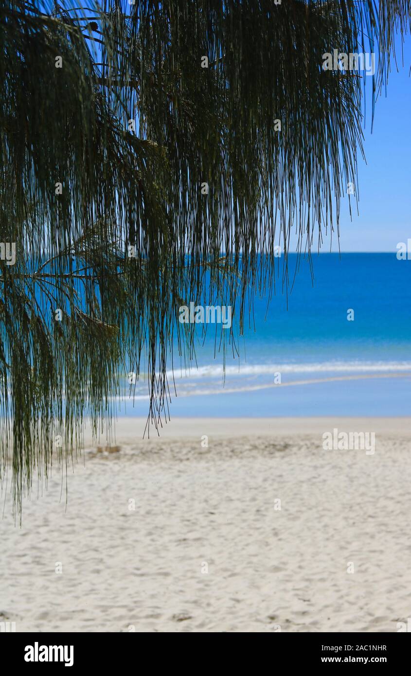 Immagine verticale di facciate di palme che si affacciano sulla spiaggia sabbiosa di Noosa, Queensland, Australia con il mare sullo sfondo. Foto Stock