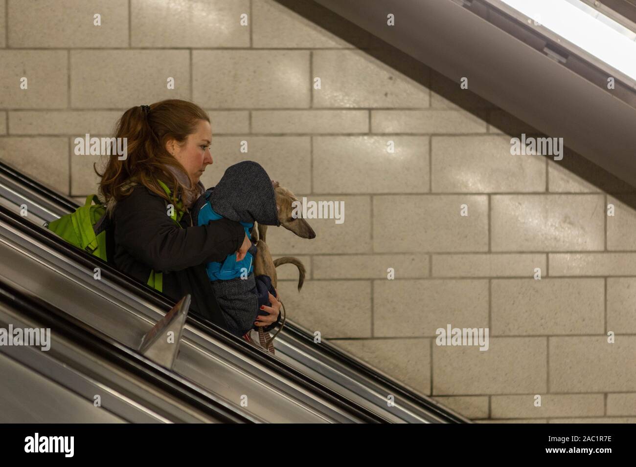 Un cane è portato verso il basso un escalator alla stazione della metropolitana. Londra, Regno Unito Foto Stock