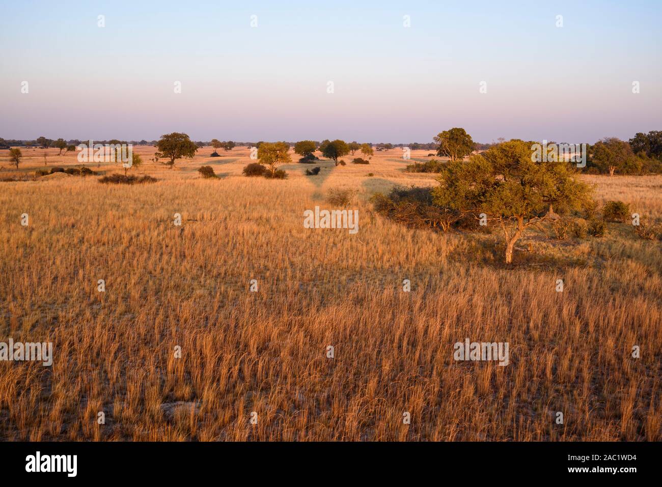 Veduta aerea del Delta di Okavango visto da un giro in mongolfiera, Bushman Plains, Delta di Okavanago, Botswana Foto Stock