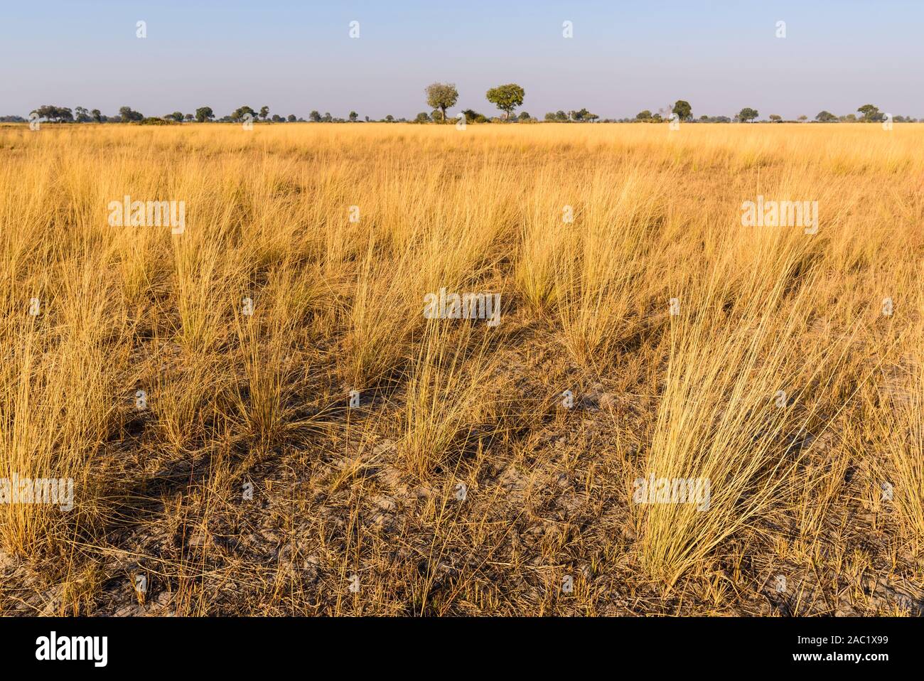 Pianure Di Prateria, Delta Di Okavanago, Botswana Foto Stock